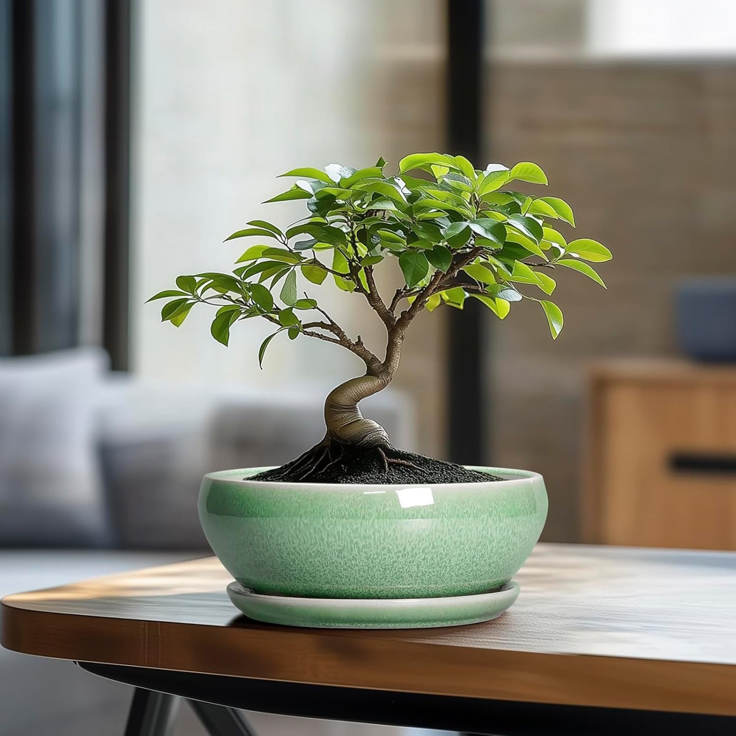 SQOWL Bonsai Planter - 8 Inch Ceramic Succulent Planters for Indoor Plants Outdoor, Shallow Round Planter with Drainage Hole and Saucer, Ceramic Bowl Planters, Home Decor, Birthday Gifts, Green