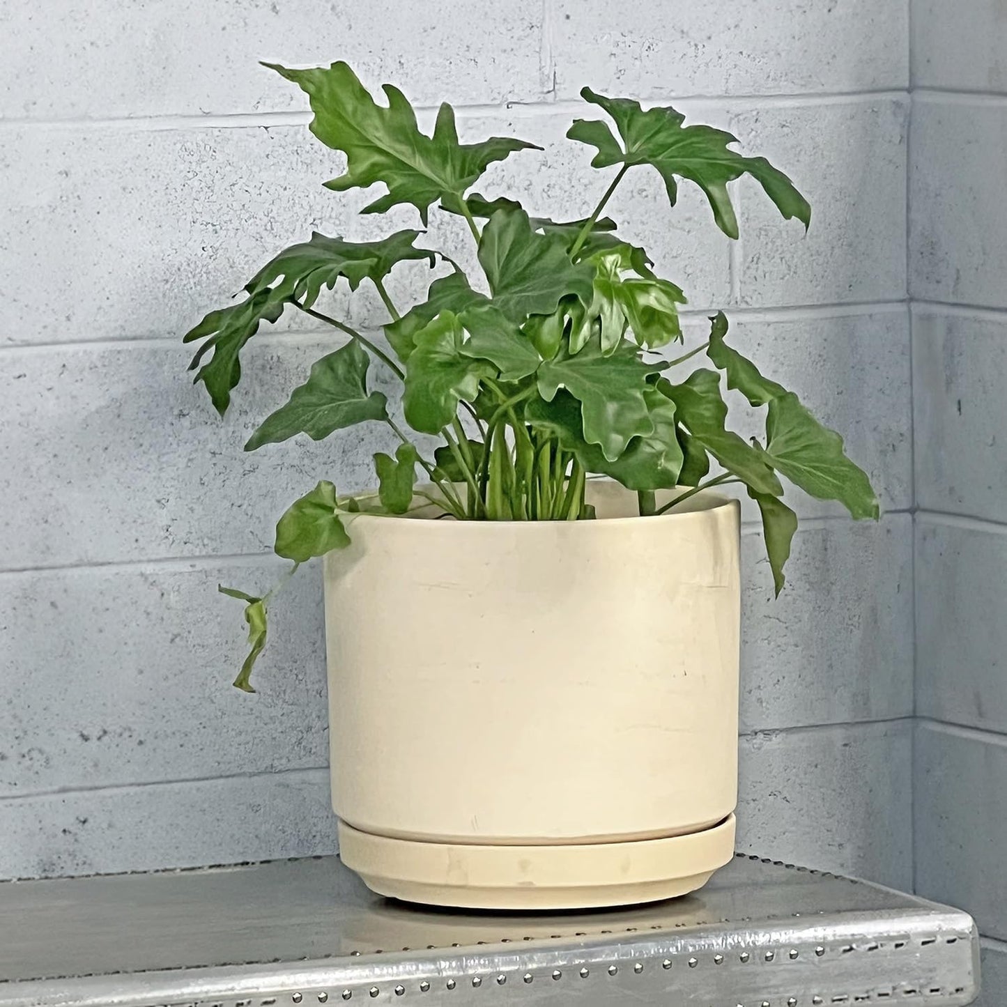 Ceramic Mid Modern Planter Pots with Detached Saucer - Indoor/Outdoor Plant Pots with Drainage Hole