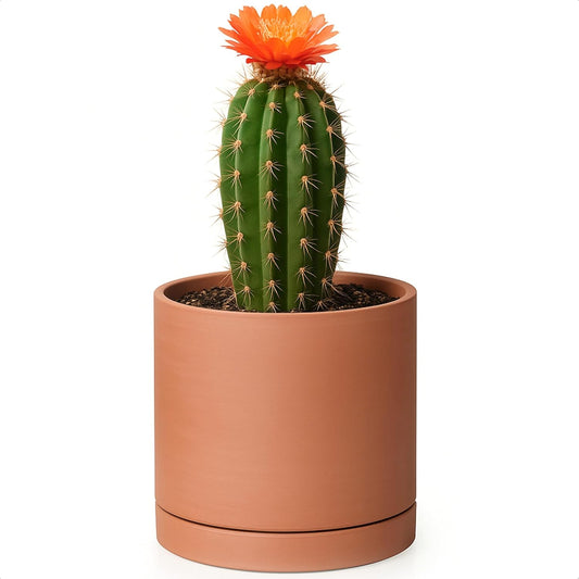 D'vine Dev Small Plus 5 Inch Terracotta Plant Pot with Drainage Hole and Saucer, Round Cylinder Planter Pot for Indoor Plants, 40-X-A-2