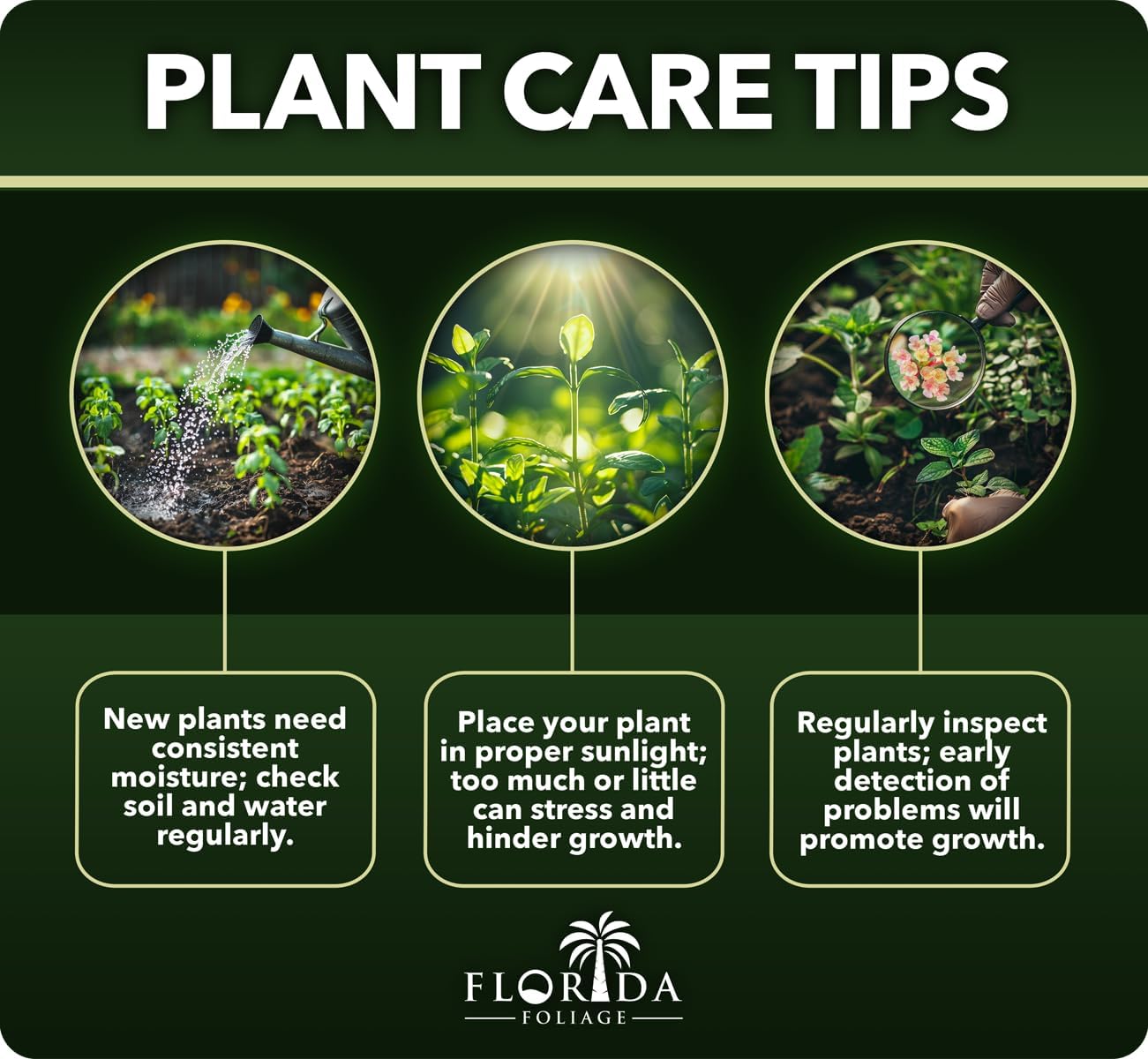 Bamboo Fernleaf | 3 Large Gallon Size Plant | Bambusa multiplex | Clumping Bamboo Privacy Screen | Fast Growing Hedge Windbreak Gardens Walkways Borders Decorative Accent Garden Feature Zone