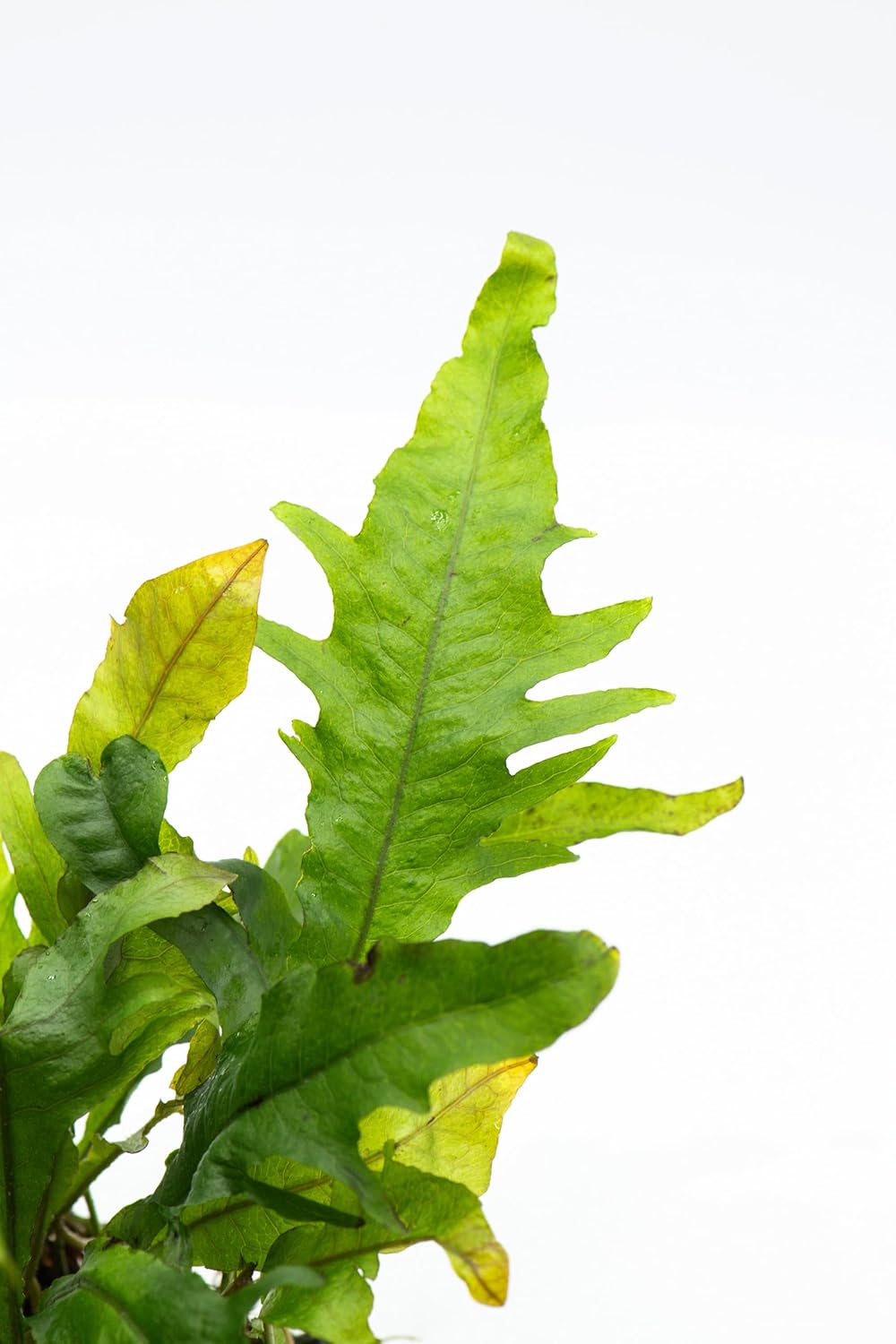 Java Fern Live Aquarium Plants – Windelov, Narrow Leaf & More– Easy Aquascaping Plants for Freshwater Tanks, Low Light, No CO₂ (Java Fern Lionfish on Nutripad)