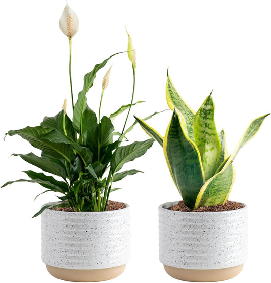 Costa Farms Live Plants (Pack of 2), Easy to Grow Live Indoor Houseplants in 3.8-Inch Plant Pots, Hand-Selected Varieties, Home and Room Decor, 8-10 Inches Tall