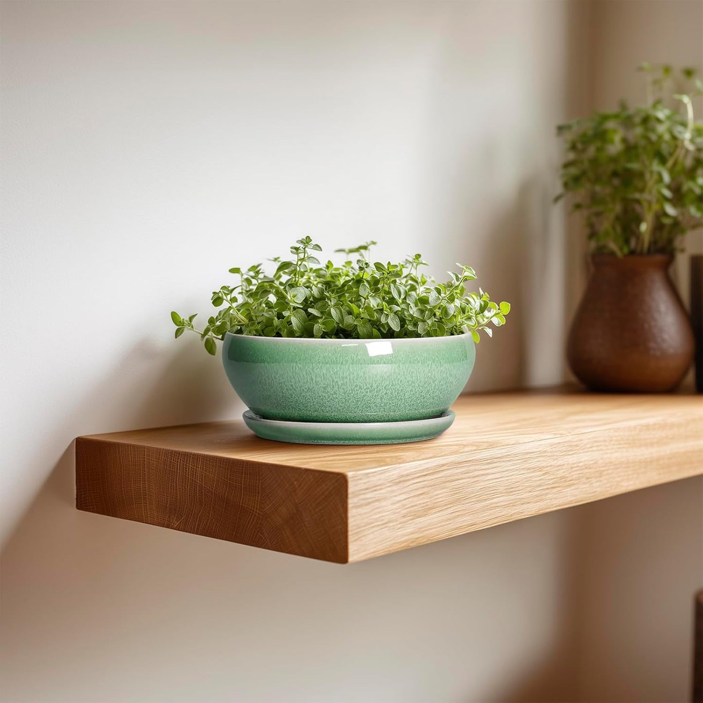 SQOWL Succulent Pots 6 Inch - Ceramic Bonsai Planter for Indoor Plants Outdoor, Shallow Planter with Drainage Hole and Tray, Round Planters for Cactus Flower, Office Decor, Gardening Gifts, Green