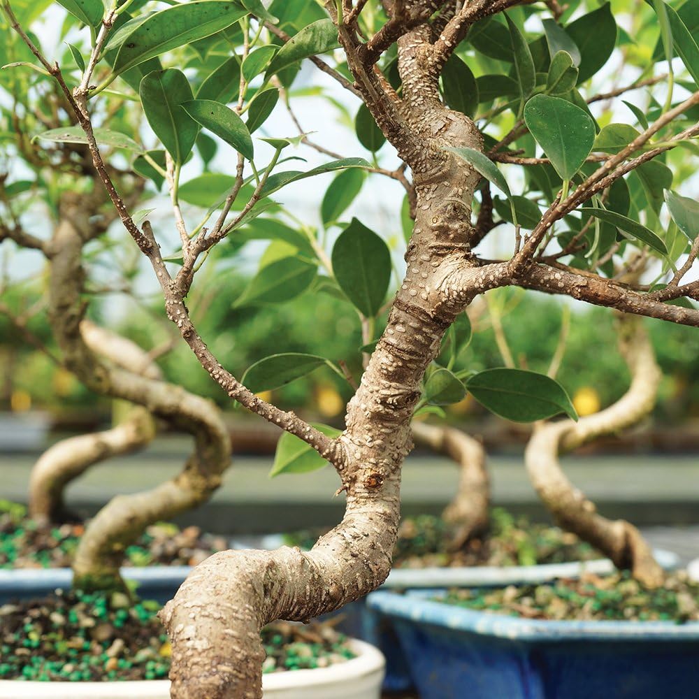 Brussel's Bonsai Live Golden Gate Ficus Indoor Bonsai Tree - Small, 4 Years, 5 to 8 In - Live Bonsai Tree in Ceramic Bonsai Pot