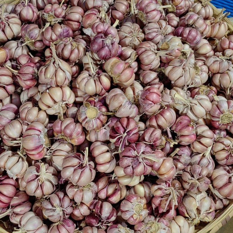 1 Pound Garlic for Planting in Fall Hardneck, 8 Large Garlic Bulbs for Planting, Fresh and High Yield Bulb Variety Pack, Hardy and Fast Growing