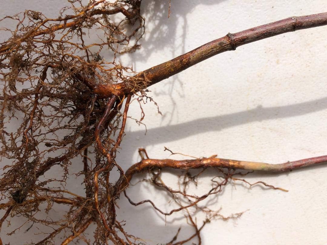 Japanese Red Maple Live Plants Shipped 1-2 Foot Tall