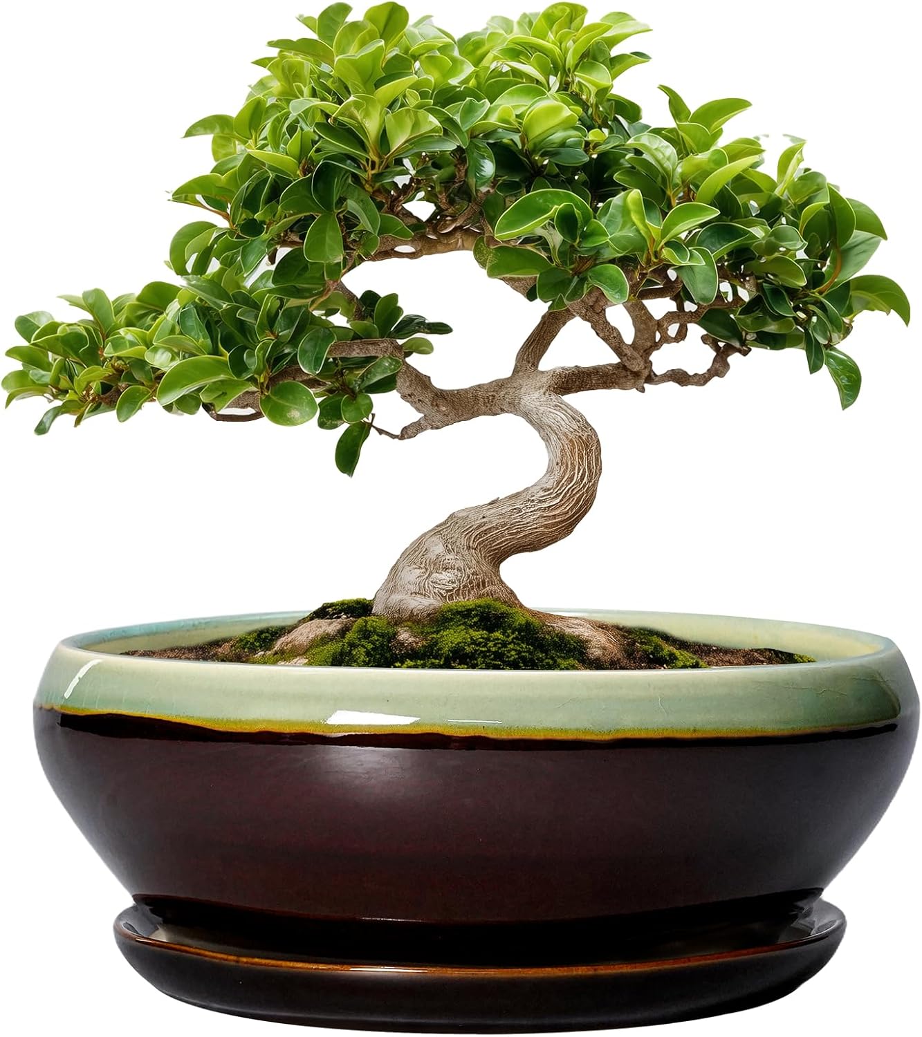 SQOWL Bonsai Pots 8 Inch - Ceramic Succulent Planters with Drainage Hole and Tray, Round Shallow Planter for Indoor Plants, Ceramic Planter Bowl Outdoor, Living Room Decor, Garden Gift, Green-Brown