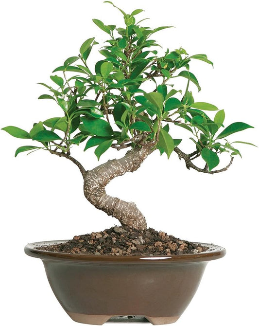 Brussel's Bonsai Live Golden Gate Ficus Indoor Bonsai Tree - Small, 4 Years, 5 to 8 In - Live Bonsai Tree in Ceramic Bonsai Pot