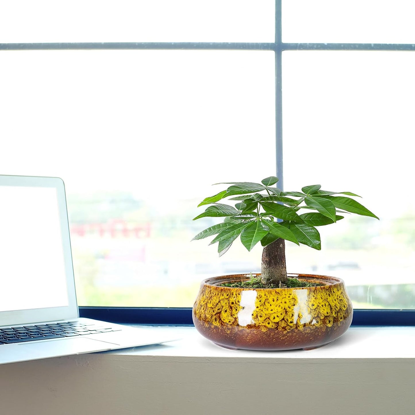 ARTKETTY Succulent Pots - 8 Inch Plant Pot, Large Bonsai Pots with Drainage, Ceramic Planters for Indoor Outdoor Plants, Round Shallow Cactus Flower Plant Container Bowl Decorative Home Garden