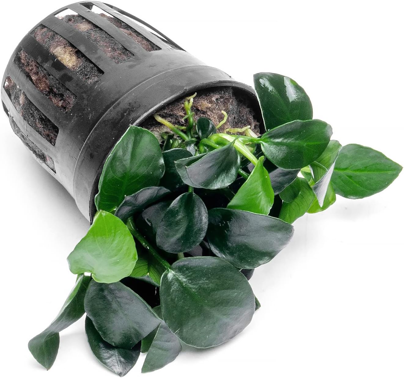 Anubias Live Aquarium Plants - Potted Freshwater Plant for Fish Tanks, Terrariums - Beginner Friendly Low Light (Barteri Petite Round, 1 Pot)