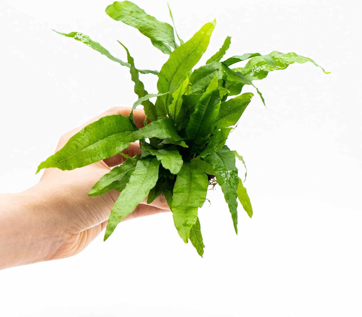 Java Fern Live Aquarium Plants – Windelov, Narrow Leaf & More– Easy Aquascaping Plants for Freshwater Tanks, Low Light, No CO₂ (Java Fern 'Microsorum Pteropus' on Nutripad)
