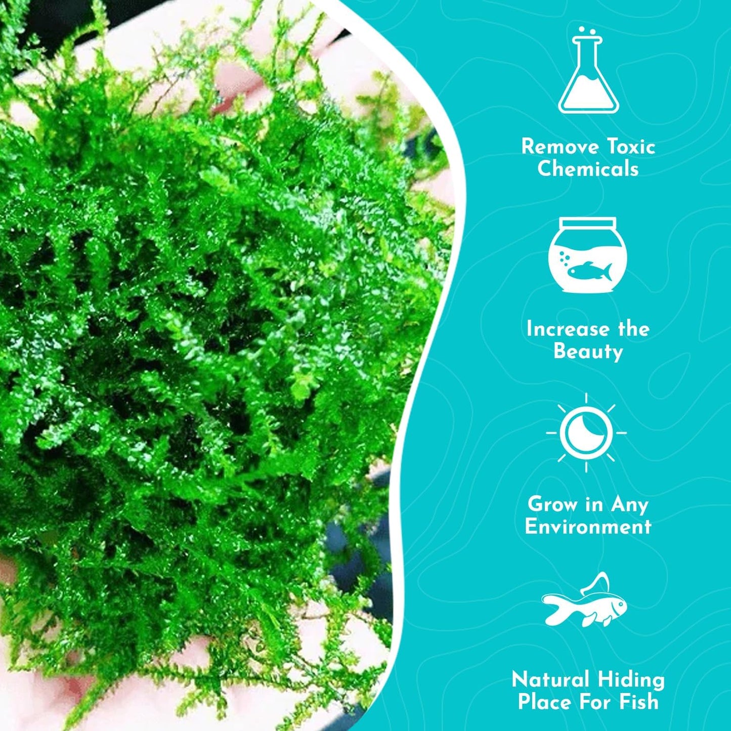 Live Aquarium Weeping Moss Vesicularia Ferriei - Long Lasting & Easy to Maintain - Improve Water Quality - Stunning Appearance