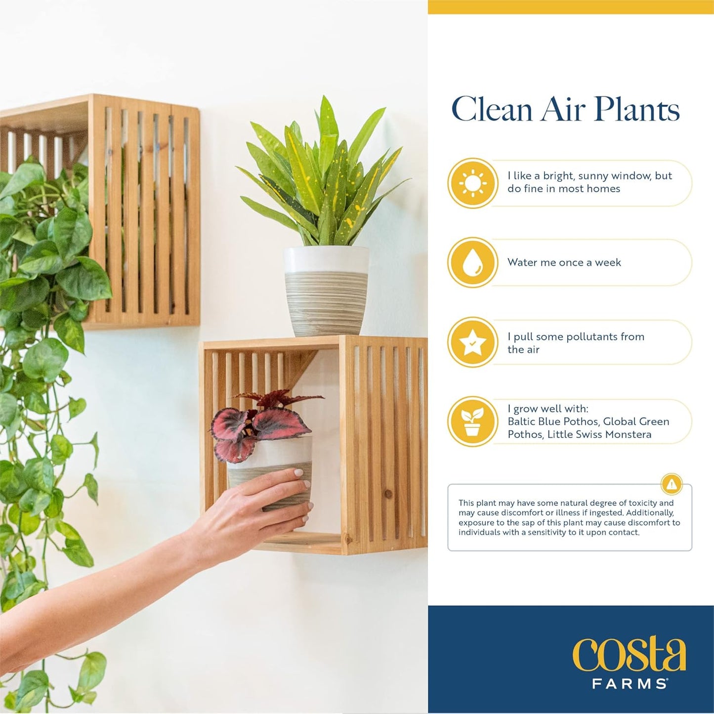 Costa Farms Live Plants (Pack of 6), Easy to Grow Live Indoor Houseplants in 3.8-Inch Plant Pots, Hand-Selected Varieties, Home and Room Decor, 8-10 Inches Tall