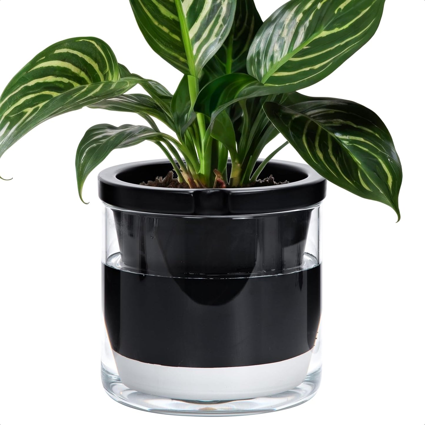 D'vine Dev 8 Inch Design Self Watering Planter for Indoor Plants, Black Terracotta Pot with Cylinder Glass Cup, 37-X-C-3