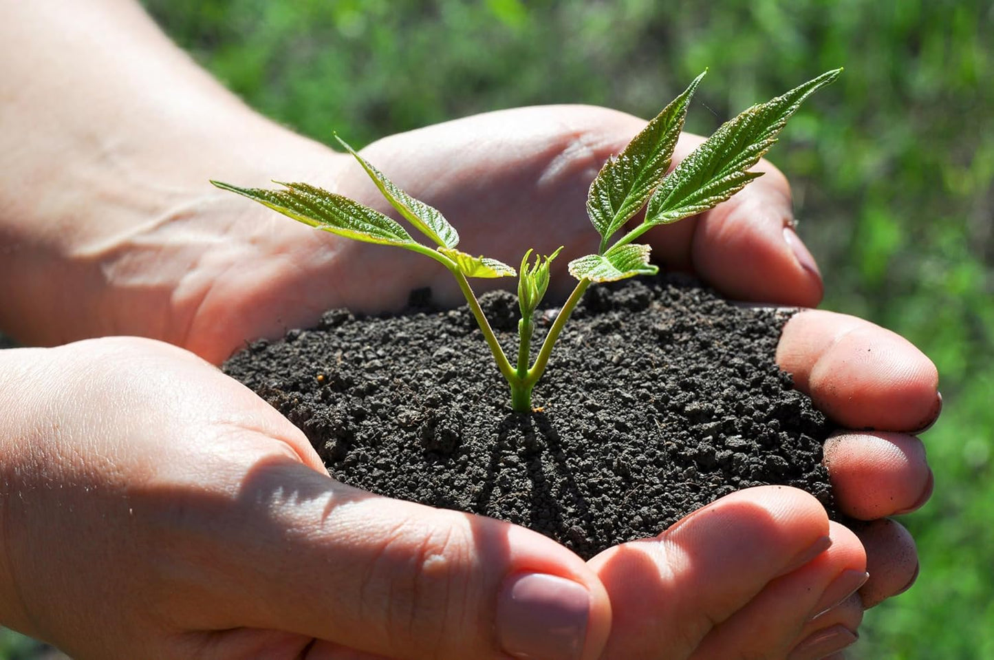 Organic Worm Castings Premium Worm Castings Fertilizer for Nutrient-Rich Soil and Healthy Growth (1 Quart)