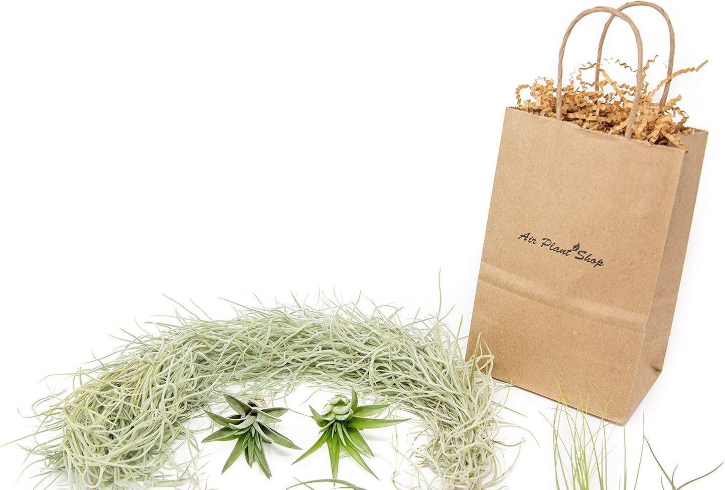 10 Pack Grab Bag Air Plants Gift Wrapped with Tillandsia Usneiodes Spanish Moss - Live Tillandsia - Easy Care House Plant - Succulents - 30 Day Guarantee