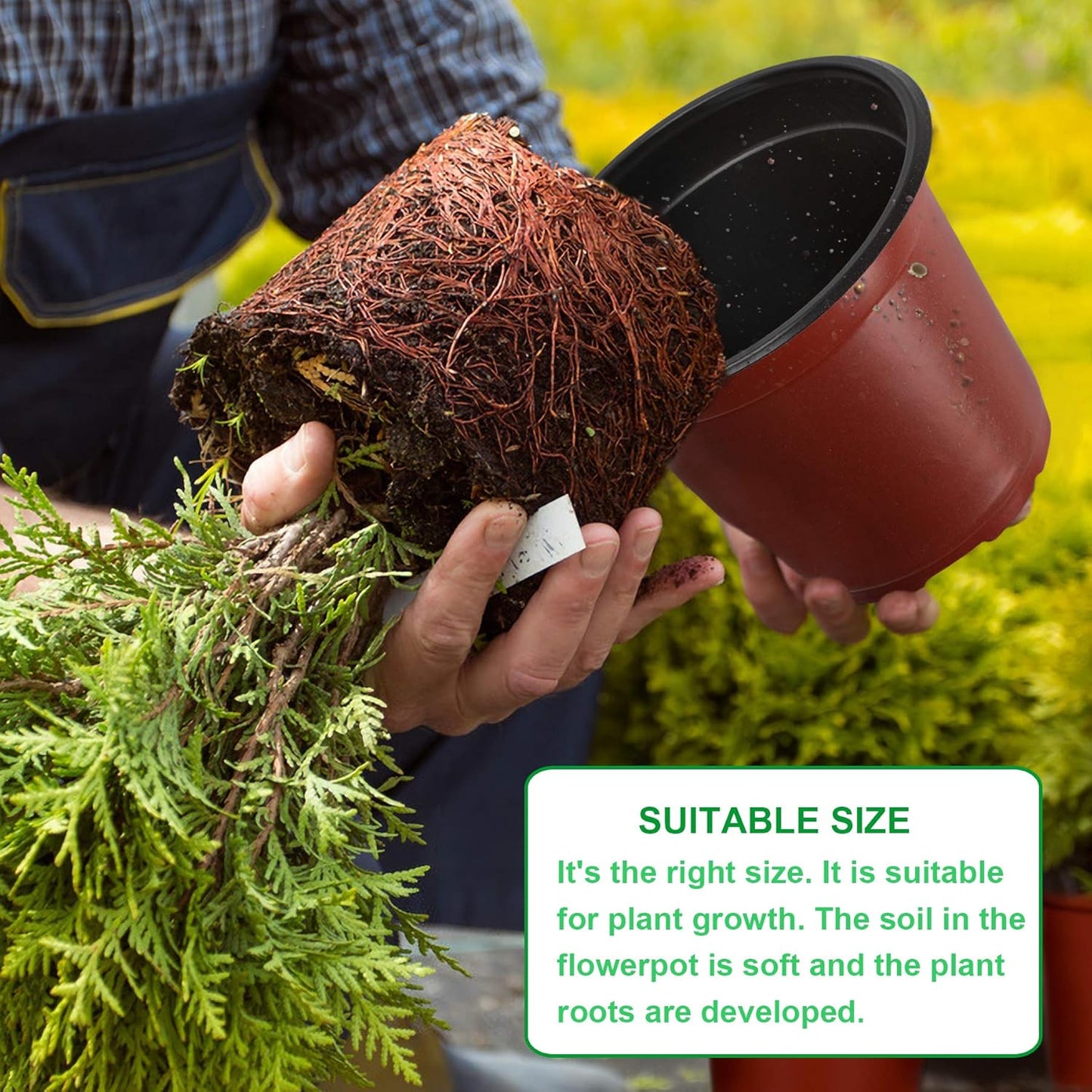 Augshy 110 Pcs 6" Plastic Plants Nursery Pot, Seed Starting Pots for Succulent Seedling Cutting Transplanting