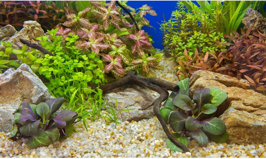 Aquarium Background Various Underwater Grass Plants Pebble Aquarium Backdrop Vivid and Fresh Green Aquatic Plants Stone River Bed and Dead Wood Purple Leaves Tank Background Vinyl 30x18in