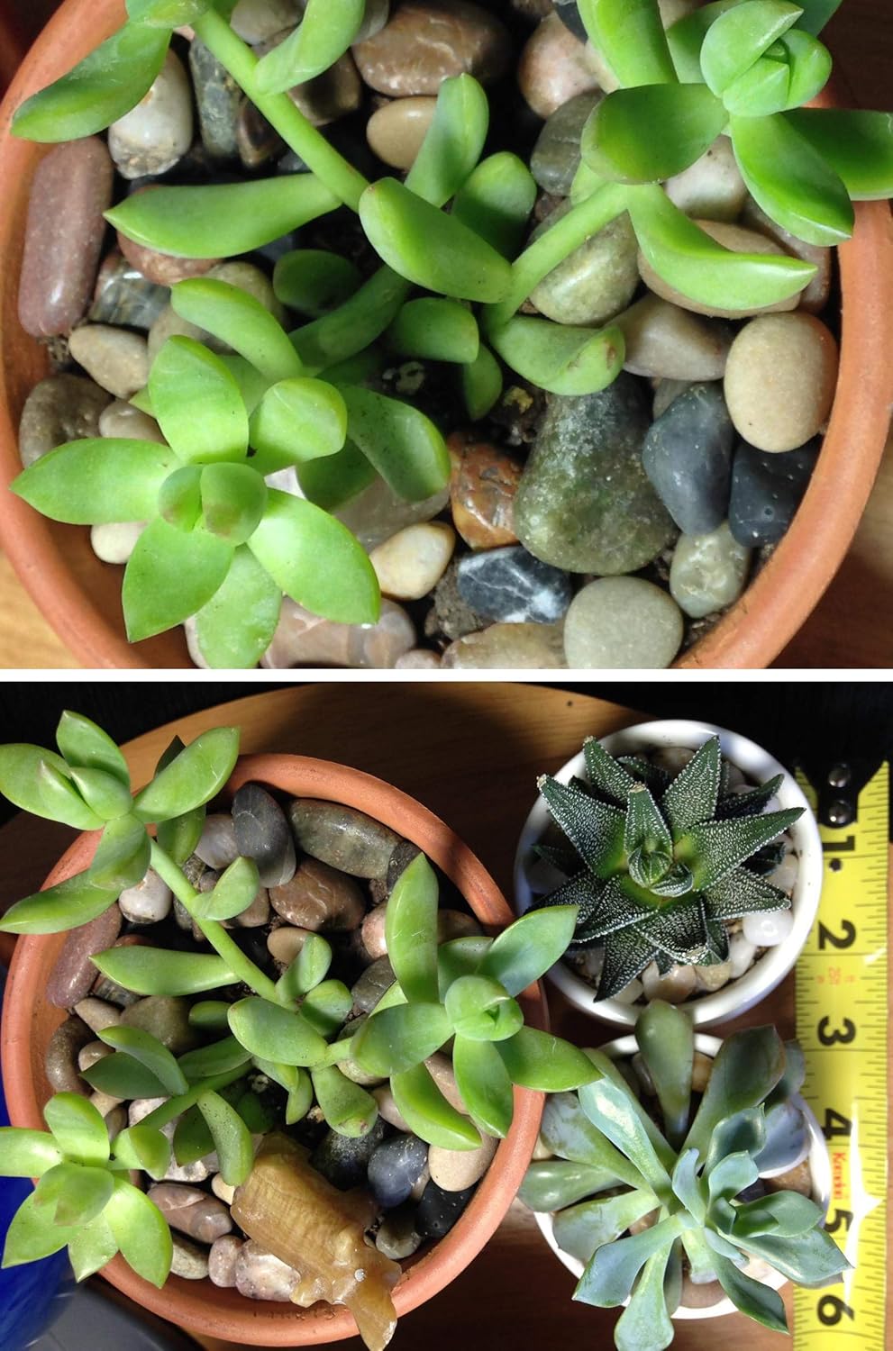 Voulosimi River Rock Stones, Natural Decorative Polished Mixed Pebbles Gravel,Outdoor Decorative Stones for Plant Aquariums, Landscaping, Vase Fillers (6 LB, Mixed Colors)