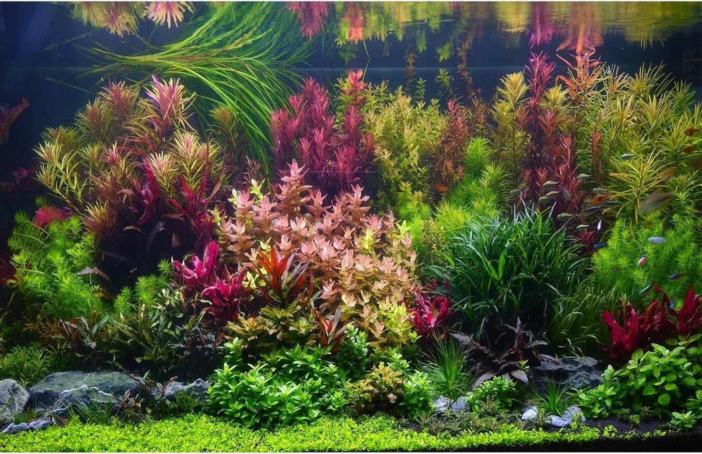 Aquarium Background Various Vivid Fresh Underwater Aquatic Plant Fish Tank Aquarium Backdrop Stone River Bed and Lake Fish Terrarium Background Decor Vinyl 36x20in