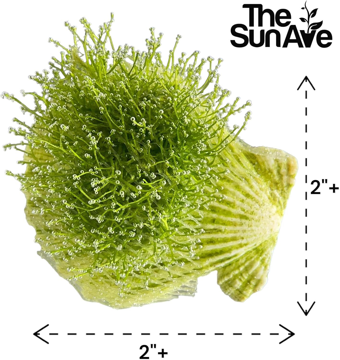 Riccia Fluitans Crystalwort Easy Freshwater Aquarium Live Plant Moss