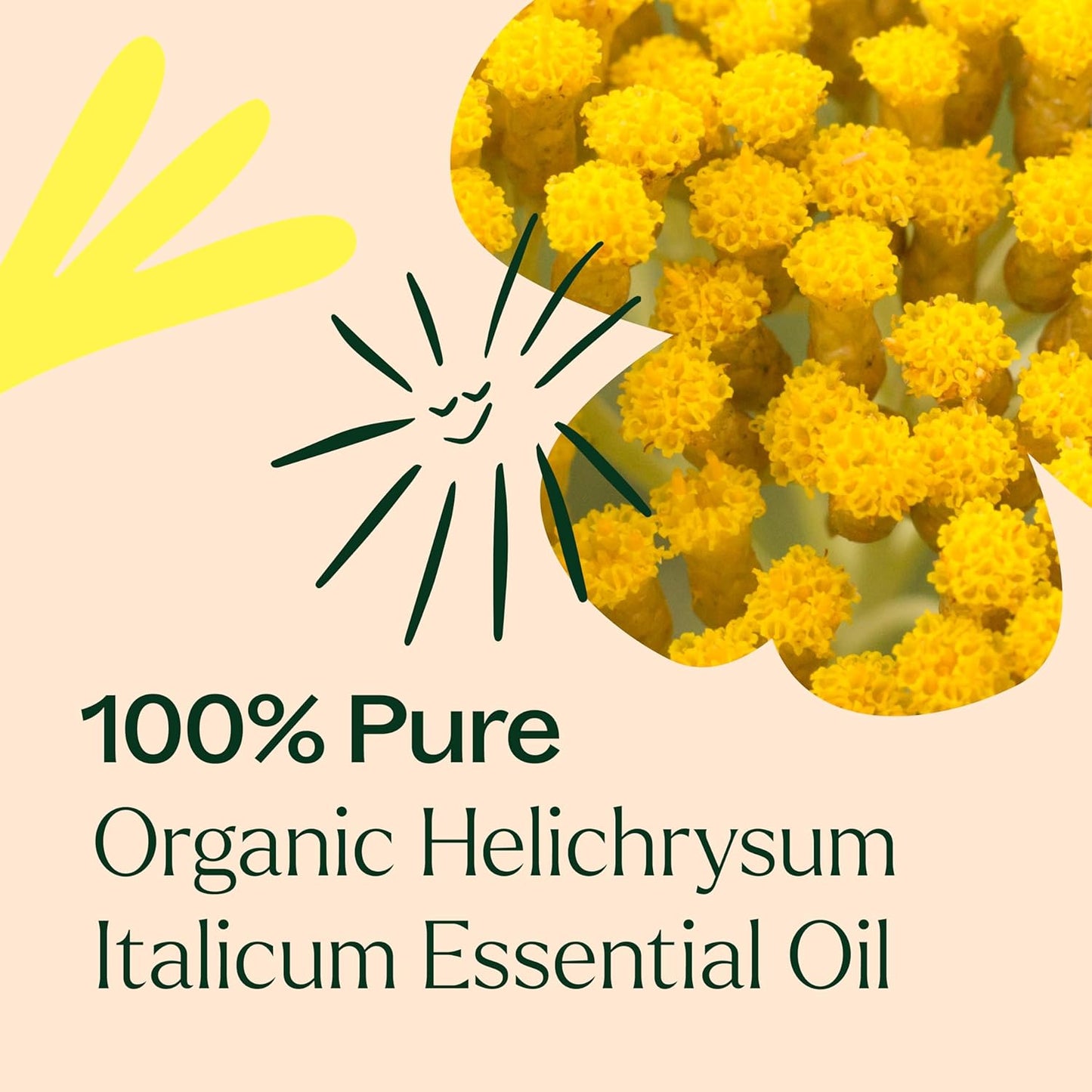 Plant Therapy Organic Helichrysum Italicum Essential Oil 100% Pure, USDA Certified Organic, Undiluted, Natural Aromatherapy, Therapeutic Grade 5 mL (1/6 oz)