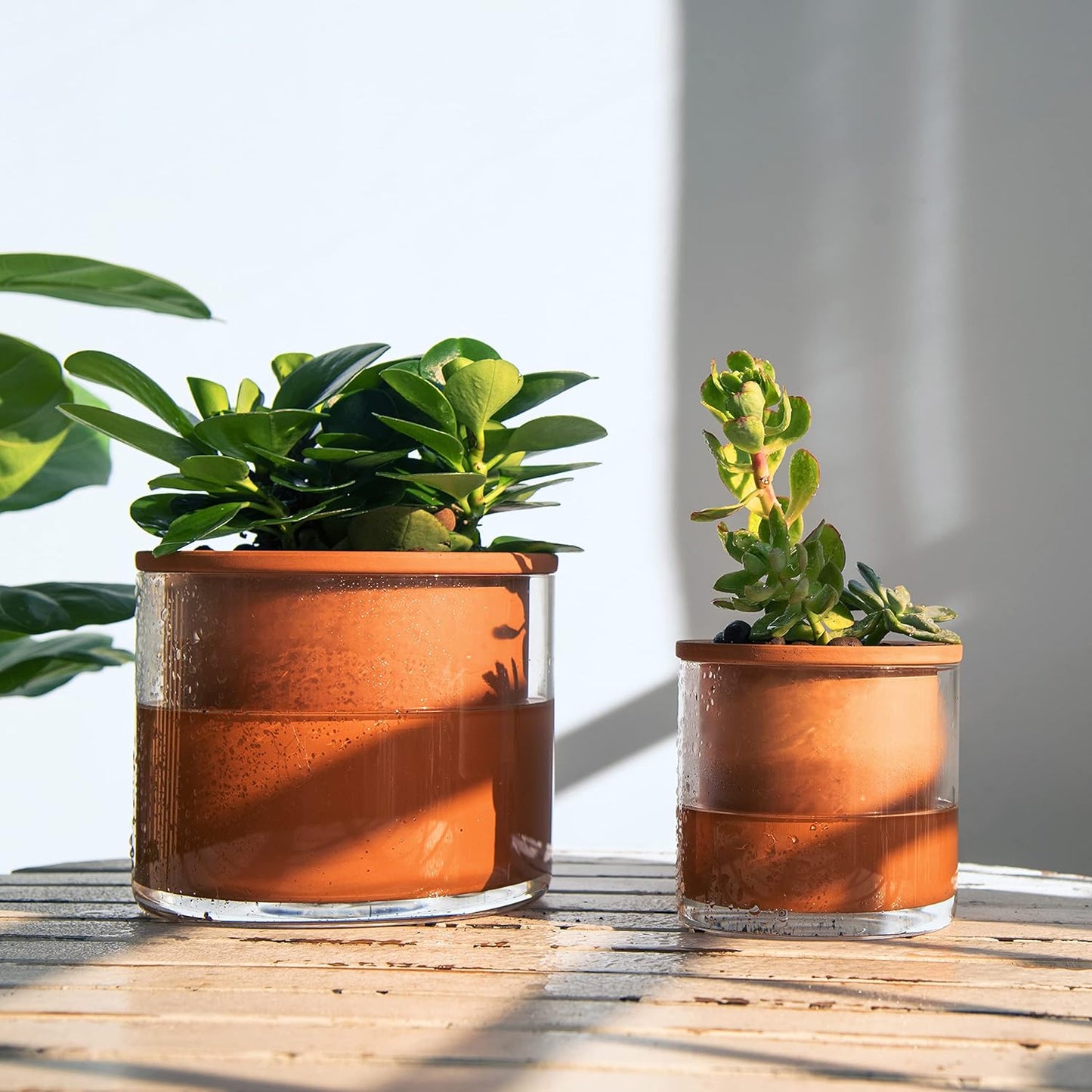 Phoenix Vine 4 Inch 6 Inch Self Watering Plants Pots, Design Terracotta Pots for Plants, Indoor Cylinder Terra Cotta Planter with Glass Vase Set, 51-A-G-46