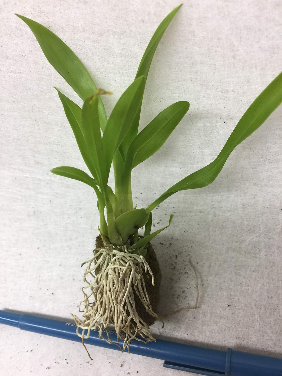 -Onc. Twinkle 'Yellow Bird' - Fragrant Blooms Easy to Grow and Bloom! Miniature windowsill-Size, Cool and Warm Tolerant. Yellow Flowered Variety. NOT in-Bud/Bloom When Shipped