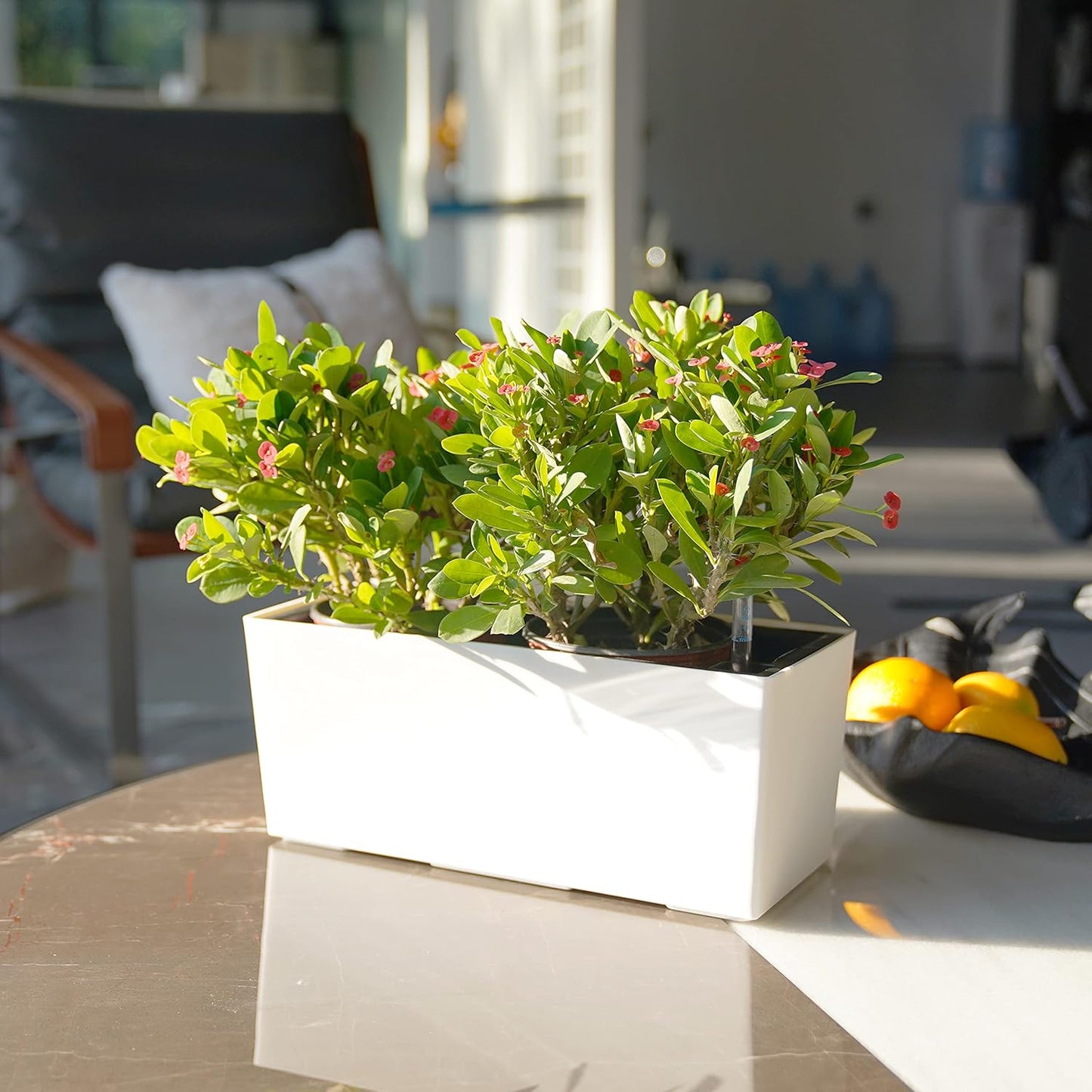 SAROSORA 14" Rectangle Self Watering Planter with Water Level Indicators for Plants & Flower Home Garden Outdoor Indoor Succulent | Herb pots | Window Box (1, White)