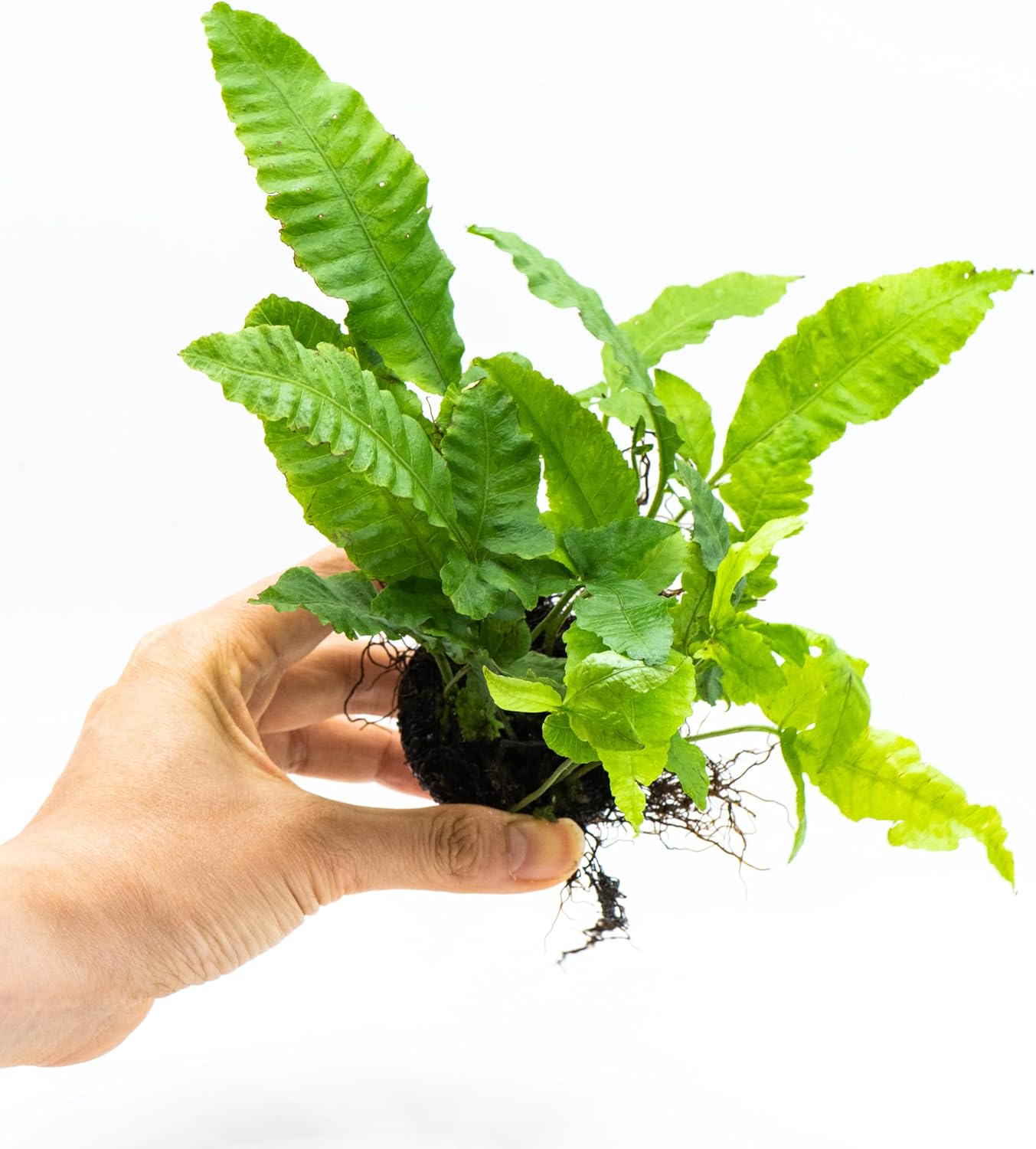 Java Fern Live Aquarium Plants – Windelov, Narrow Leaf & More– Easy Aquascaping Plants for Freshwater Tanks, Low Light, No CO₂ (Bolbitis Heteroclita on Nutripad)