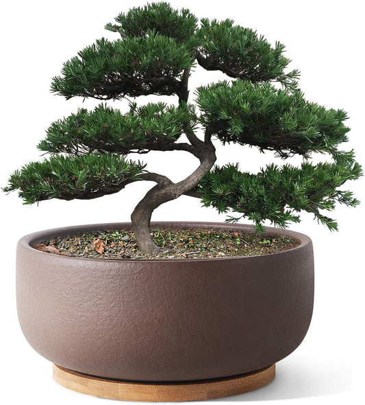 SQOWL Terracotta Bonsai Planter Pot for Succulent 8 Inch Pottery Round Planter Cactus Clay Flower Pot with Drain Hole and Bamboo Tray Indoor Outdoor