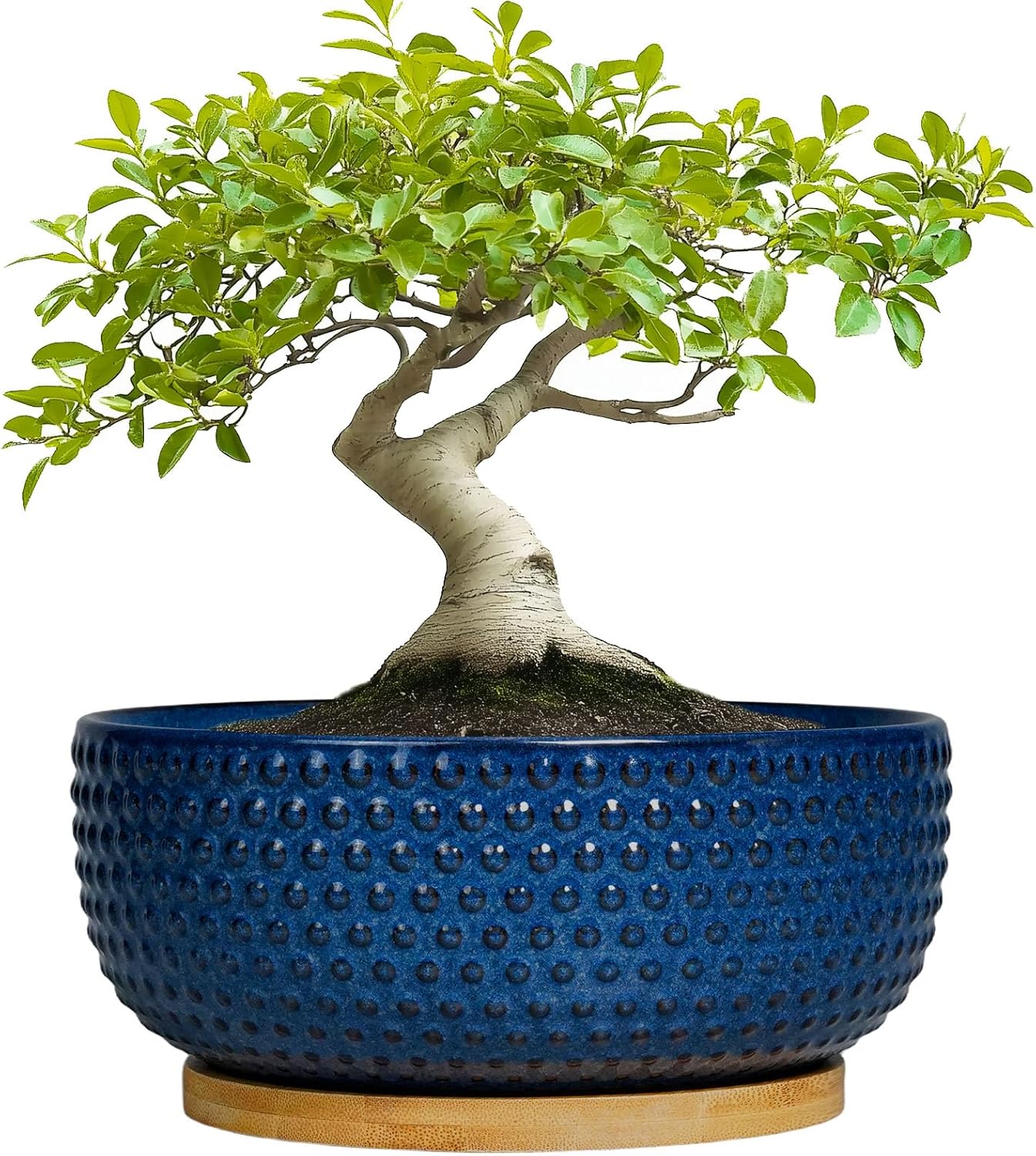 Bonsai Pots - 8 Inch Ceramic Pots for Succulent Plants & Bonsai Tree, Planter with Drainage Hole and Saucer, Modern Round Decorative Flower Planters, House Decor, Gifts for Women Man, Blue