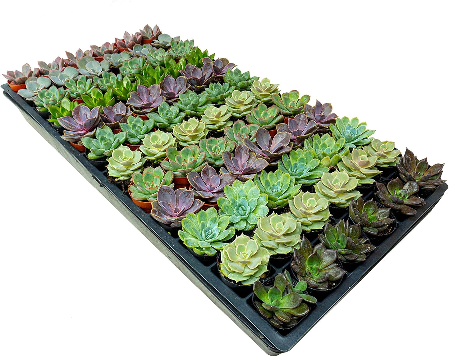 1.75 Inch Mini-Echeveria Assortment | Beautiful Rosette Assortment | Colorful, Hand-Picked Assortment | Great for Office, Home, or Wedding Decor | 72-Pack