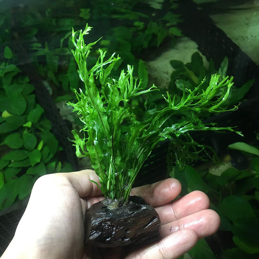 Anubias, Java Fern, Moss and more! Freshwater Live Aquarium Plants on Driftwood for Aquatic Tropical Fish Tank Decorations - Easy for Beginner by Greenpro (Java Fern Windelov)