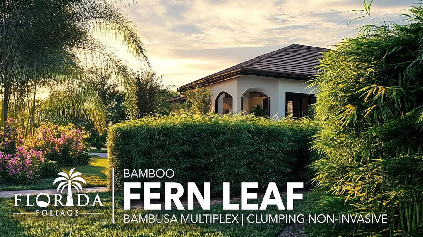 Bamboo Fernleaf | 1 Large Gallon Size Plant | Bambusa multiplex | Clumping Bamboo Privacy Screen | Fast Growing Hedge Windbreak Gardens Walkways Borders Decorative Accent Garden Feature Zone